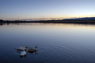 White swans at sunrise under colorful sky