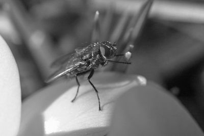 Close-up of insect on hand