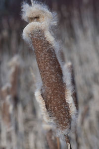 Close-up of snow on dry plant