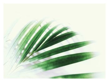 Close-up of palm leaves