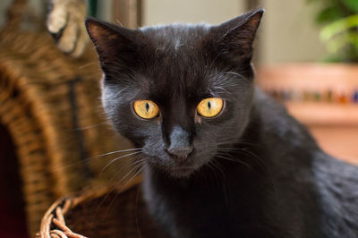 Close-up portrait of black cat