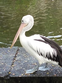 Close-up of pelican perching on lake