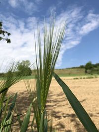 Close-up of stalks in field against sky