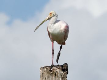 Close-up of seagull perching on wooden post