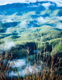 Close-up of grass on field