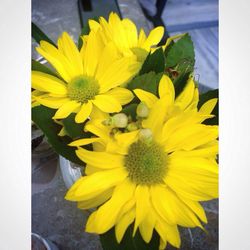 Close-up of yellow flower