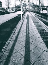 Shadow of trees on city street