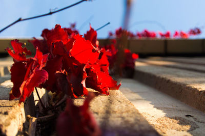 Close-up of red flowers against sky