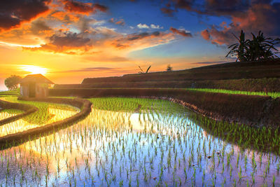 Scenic view of agricultural field against sky during sunset