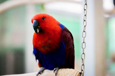 Close-up of bird perching on branch