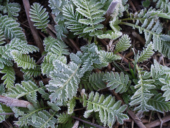 Full frame shot of plants