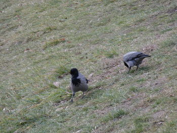 High angle view of two birds on land