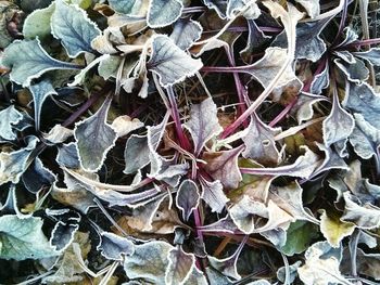 Full frame shot of leaves