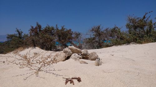 Trees on sand against clear blue sky