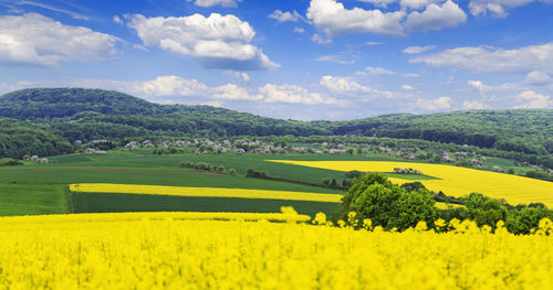 Scenic view of oilseed rape field against sky