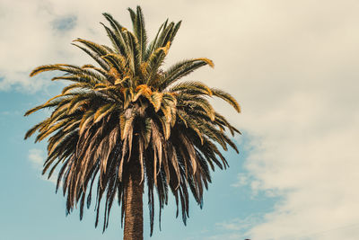 Low angle view of palm tree against sky