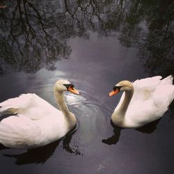 Swan swimming in water