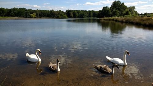 High angle view of swans in lake against sky