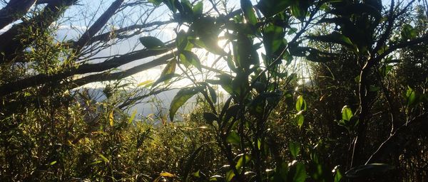 Low angle view of trees against sky