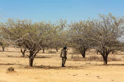 Trees on sand against clear sky