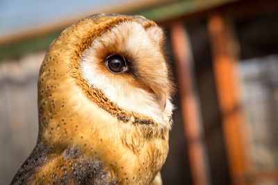 Close-up portrait of a bird