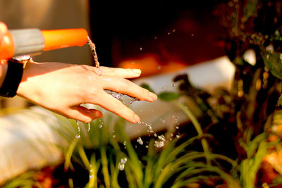 Close-up of hands holding plants in water