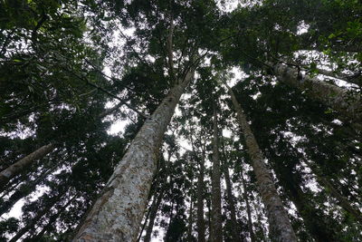 Low angle view of trees in forest against sky