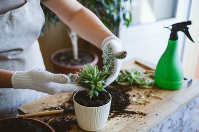 Midsection of person holding potted plant on table