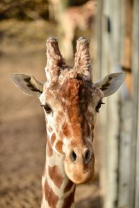 Close-up of giraffe