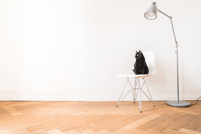 Cat sitting on chair against white wall