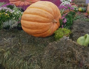 High angle view of pumpkins on field
