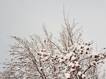 Low angle view of blooming tree against clear sky