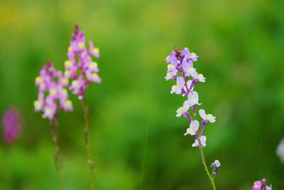 Close-up of purple flowering plant