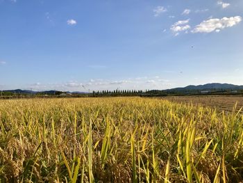 Scenic view of field against sky