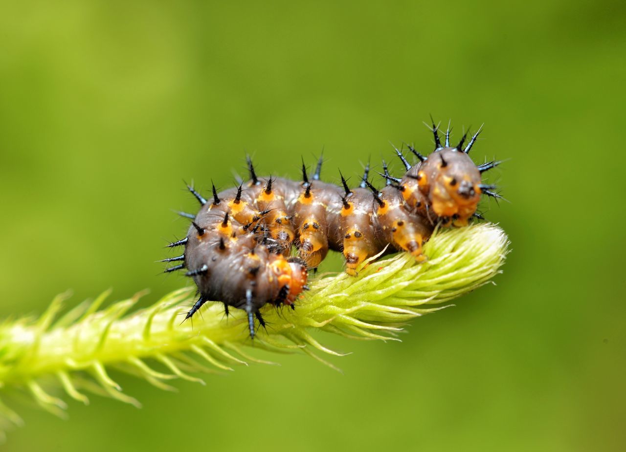 Passion Butterfly Caterpillar (Agraulis vanilae)