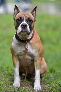 Portrait of dog sticking out tongue on field