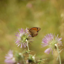 Close-up of butterfly pollinating on pink flower