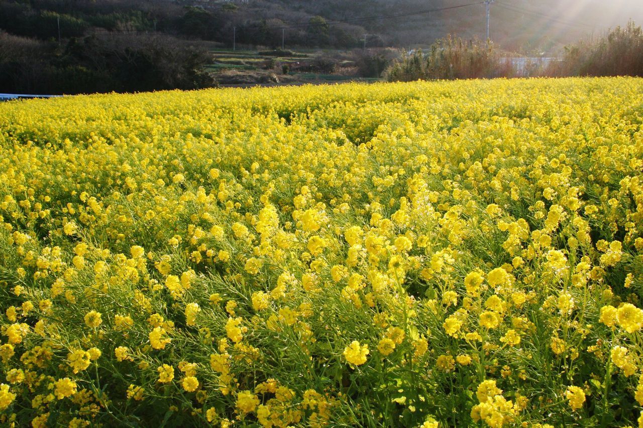 SCENIC VIEW OF FIELD