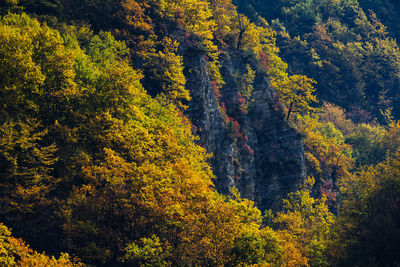 Autumn in the caucasus mountains. argun gorge in the chechen republic.