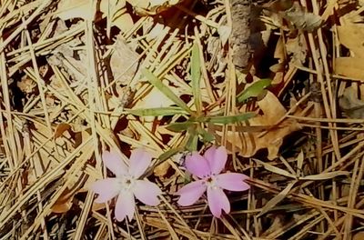 Close-up of plant