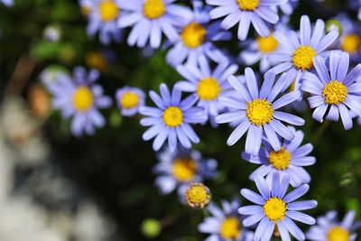 Close-up of purple flowering plants