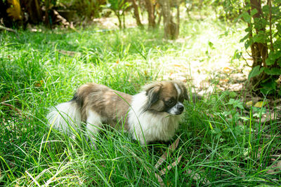 Dogs relaxing on grass