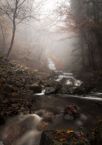 Scenic view of river amidst trees in forest