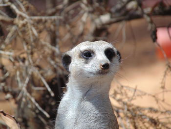 Close-up of an animal looking away