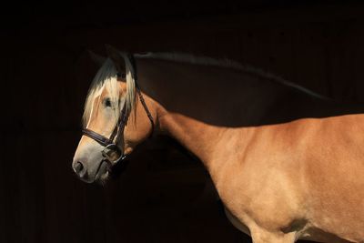 Close-up portrait of a horse in stable