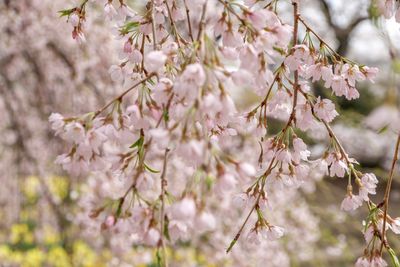 Close-up of pink cherry blossoms in spring