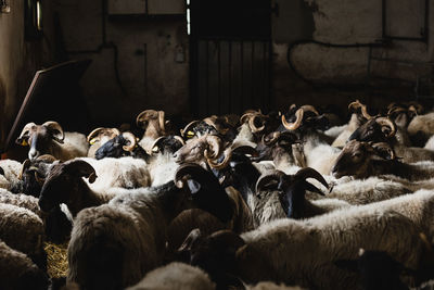 Herd of domestic sheep with white fur and horns standing on hay in shabby barn with metal gate in countryside