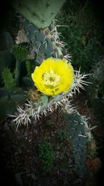 Close-up of yellow flower