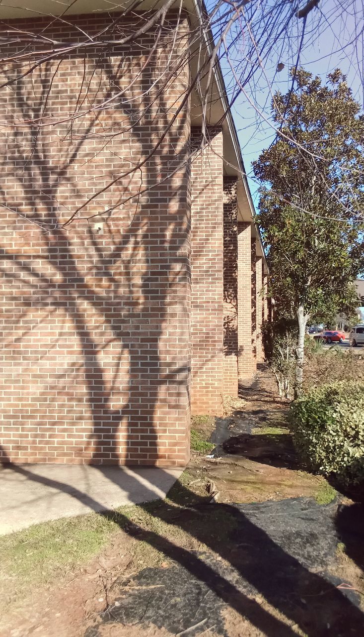 architecture, built structure, shadow, sunlight, tree, plant, building exterior, nature, day, no people, building, wall, outdoors, house, bare tree, sky, sunny, footpath, branch, city, growth, wall - building feature