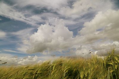 Scenic view of field against cloudy sky